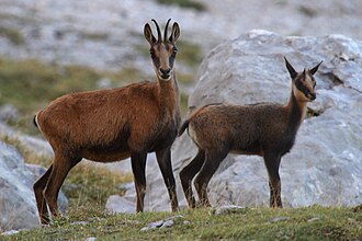 Cantabrian chamois